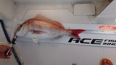 フィッシングボートACE(エース) 釣果