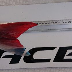 フィッシングボートACE(エース) 釣果