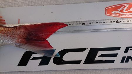 フィッシングボートACE(エース) 釣果