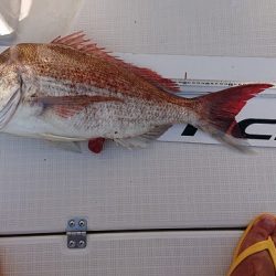 フィッシングボートACE(エース) 釣果