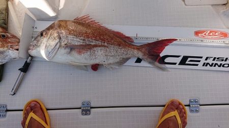 フィッシングボートACE(エース) 釣果