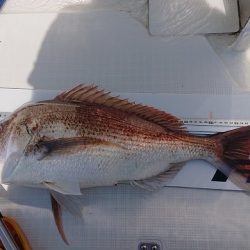 フィッシングボートACE(エース) 釣果