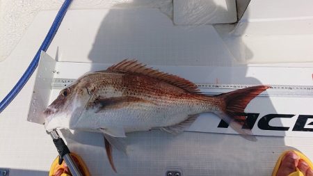 フィッシングボートACE(エース) 釣果