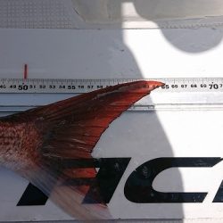 フィッシングボートACE(エース) 釣果