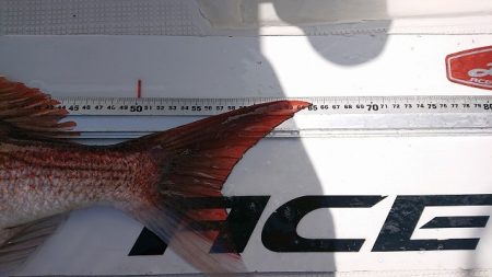 フィッシングボートACE(エース) 釣果