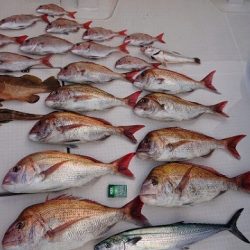 フィッシングボートACE(エース) 釣果