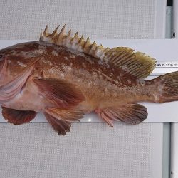 フィッシングボートACE(エース) 釣果