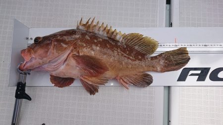 フィッシングボートACE(エース) 釣果