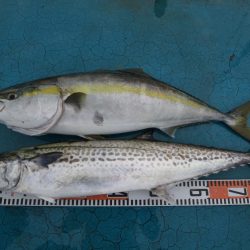 アジアマリンサービス 釣果