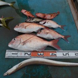 アジアマリンサービス 釣果