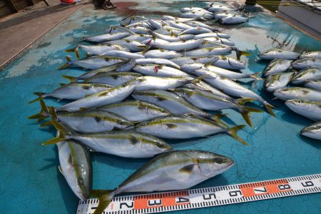 アジアマリンサービス 釣果