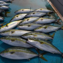 アジアマリンサービス 釣果