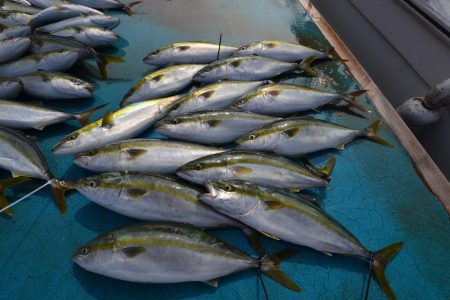 アジアマリンサービス 釣果