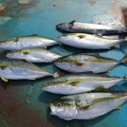 アジアマリンサービス 釣果