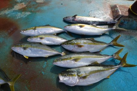 アジアマリンサービス 釣果