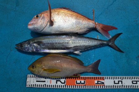 アジアマリンサービス 釣果