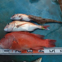 アジアマリンサービス 釣果