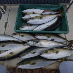 アジアマリンサービス 釣果