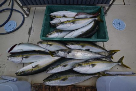 アジアマリンサービス 釣果