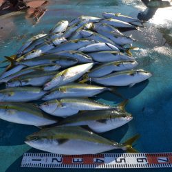 アジアマリンサービス 釣果