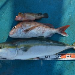 アジアマリンサービス 釣果