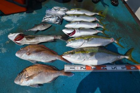 アジアマリンサービス 釣果