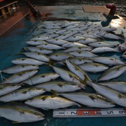 アジアマリンサービス 釣果