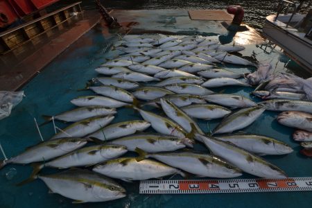 アジアマリンサービス 釣果