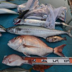 アジアマリンサービス 釣果