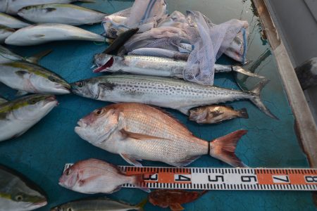 アジアマリンサービス 釣果