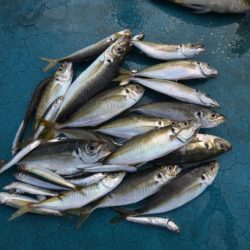 アジアマリンサービス 釣果