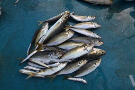 アジアマリンサービス 釣果