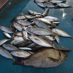 アジアマリンサービス 釣果