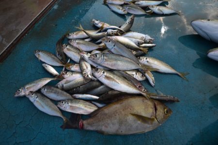 アジアマリンサービス 釣果