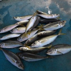 アジアマリンサービス 釣果