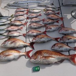 フィッシングボートACE（エース） 釣果