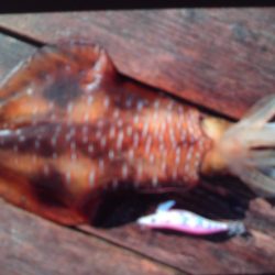 こかわ渡船 雅丸 釣果