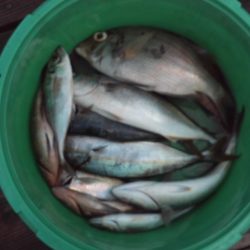 こかわ渡船　雅丸 釣果