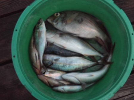 こかわ渡船　雅丸 釣果