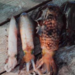 こかわ渡船　雅丸 釣果