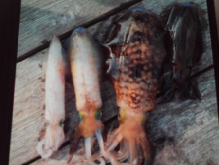 こかわ渡船　雅丸 釣果