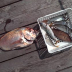 こかわ渡船　雅丸 釣果