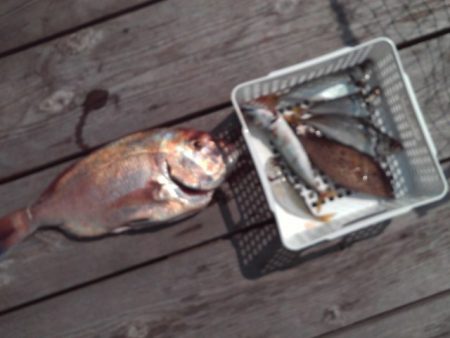 こかわ渡船　雅丸 釣果