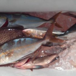 こかわ渡船 雅丸 釣果