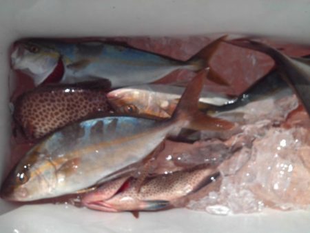 こかわ渡船　雅丸 釣果