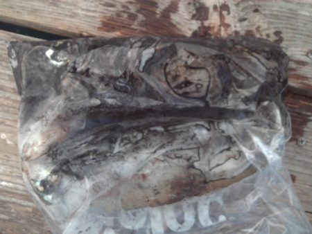 こかわ渡船　雅丸 釣果