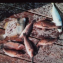 こかわ渡船　雅丸 釣果