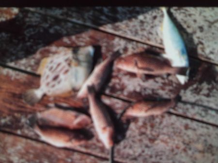 こかわ渡船　雅丸 釣果