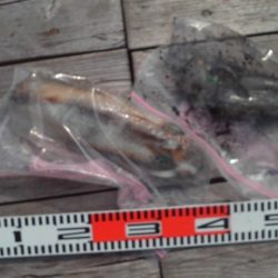 こかわ渡船　雅丸 釣果