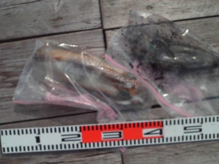 こかわ渡船　雅丸 釣果